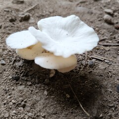 mushroom on the ground © Mary