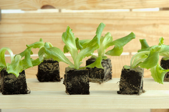 Lettuce seedlings, close-up
