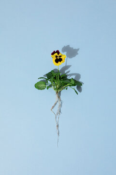 A yellow pansy flower with exposed roots lies on a blue background