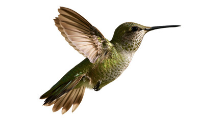 Small green hummingbird hovering with wings spread wide in flight © Rowan
