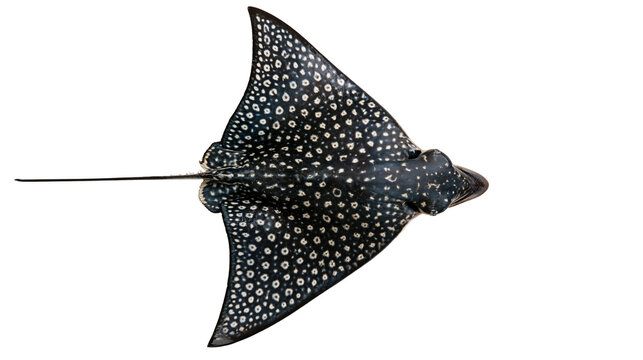 Spotted eagle ray with dark skin and white circular patterns swimming