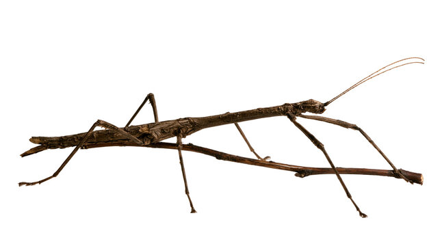 Brown stick insect mimicking a dry twig with long thin legs and antennae