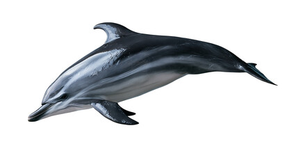 Sleek striped dolphin swimming with smooth grey and black skin texture © Rowan