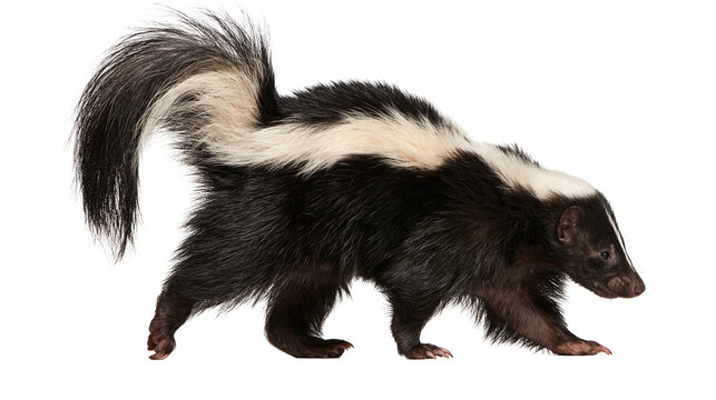 Striped skunk walking with black and white fur and bushy tail