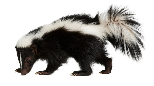 Striped skunk with black and white fur standing in profile