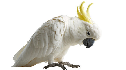 Sulphur-crested cockatoo with white plumage and bright yellow crest feathers © Rowan