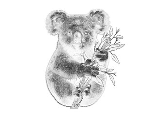 Pencil sketch koala bear holding eucalyptus branch, black and white animal pencil drawing art, wild koala marsupial illustration for nature projects isolated PNG with Transparent Background © riponhossain