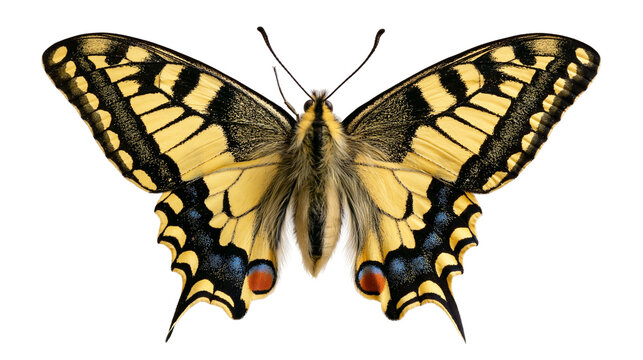 Old World swallowtail butterfly with yellow and black patterned wings