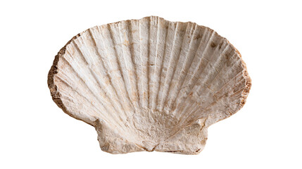 Textured white scallop seashell with radial ridges and weathered surface © Rowan