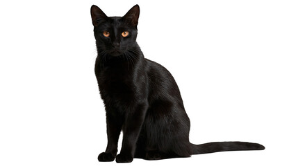 Sleek black cat with bright orange eyes sitting upright © Rowan