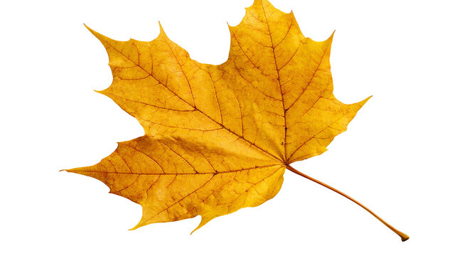 Golden yellow maple leaf with detailed veins and pointed lobes