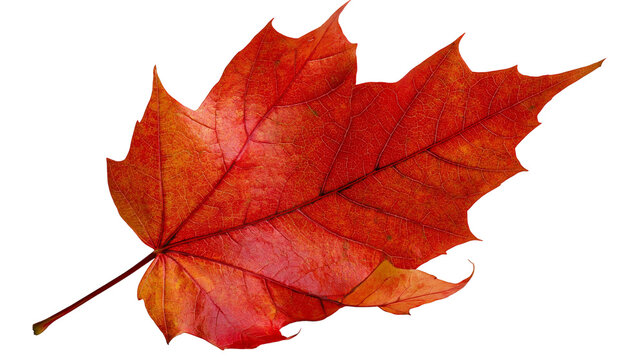 Vibrant red maple leaf with detailed veins and serrated edges
