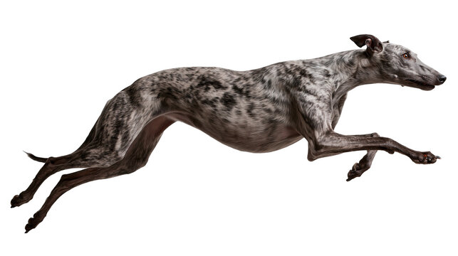 Spotted greyhound dog running in full stride with athletic muscular body