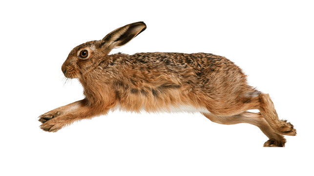 Brown European hare running in a fast leaping motion