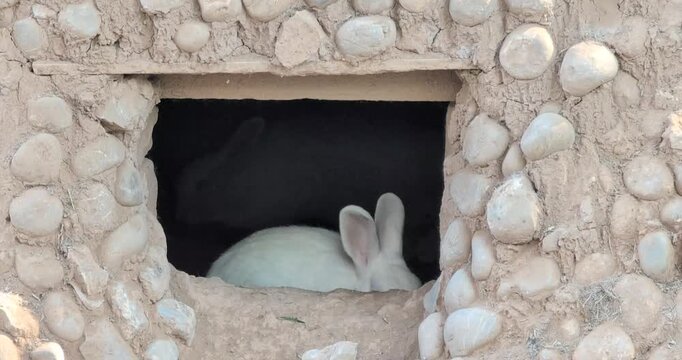 White rabbit sitting inside a rustic stone burrow for Easter holiday seasonal background
