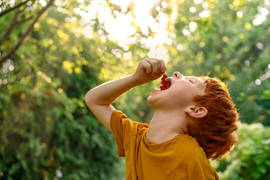 Red-haired boy eats fresh redcurrant berries outdoors in the garden