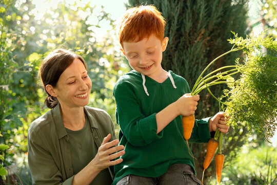 Mother and son hold fresh carrots in the sunny garden