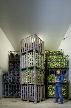 Farmer monitoring cabbage storage in warehouse in the Netherlands
