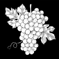 Obraz premium White grapes cluster with leaves hand sketched vector