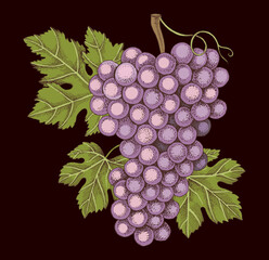 Obraz premium Pink grapes cluster with leaves hand sketched vector