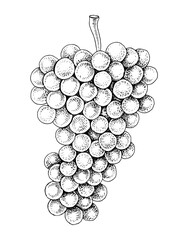 Obraz premium Pink grapes cluster hand sketched vector