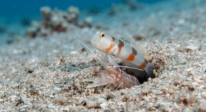 Symbiotic relationship between a shrimp and a goby fish in their sandy burrow