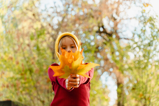 Girl hides her face behind yellow autumn leaves outdoors
