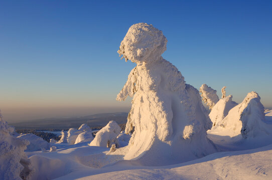 Germany, Saxony-Anhalt, snow-covered Norway spruce trees, Picea abies, at Brocken Mountain
