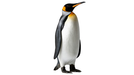 Fototapeta premium King penguin standing with black feathers and bright orange neck patch