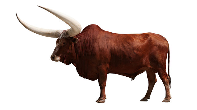 Large brown Ankole-Watusi bull with massive long curved horns
