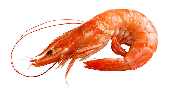 Fresh raw whole orange shrimp with long antennae and curved tail