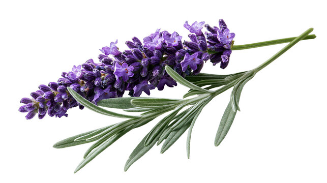 Fresh purple lavender flower sprig with green leaves