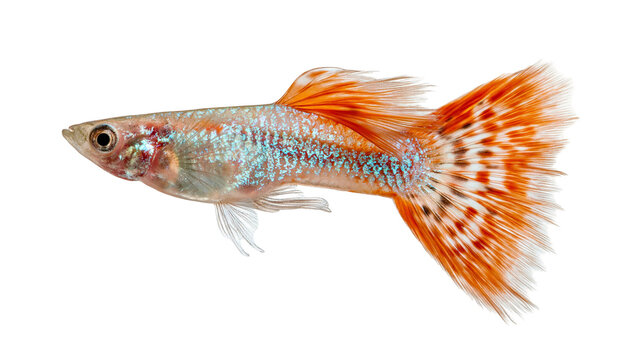 Orange and iridescent blue patterned guppy fish with long flowing tail fin