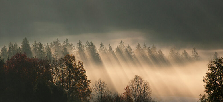 Austria, Sunbeam on foggy forest during autumn