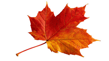 Vibrant red and orange maple leaf with detailed veins and serrated edges © Isolde