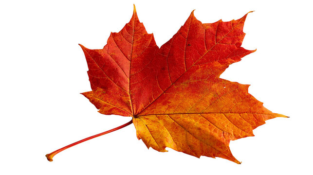 Vibrant red and orange maple leaf with detailed veins and serrated edges