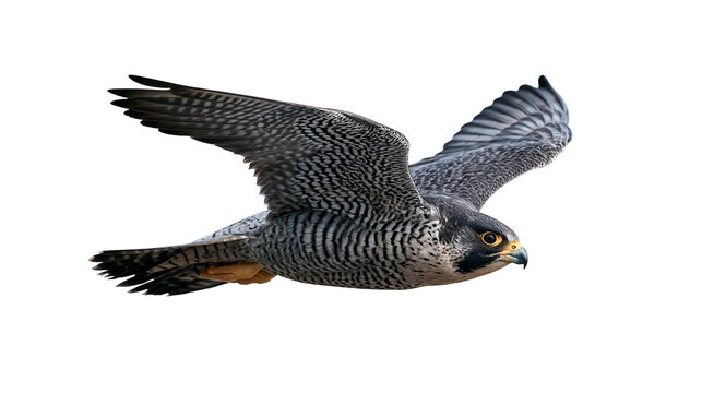 Peregrine falcon in flight with spread wings and detailed grey plumage
