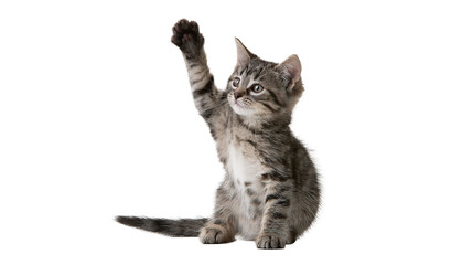 Tabby kitten sitting and reaching up with one paw © Isolde