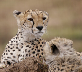 Cheetah Headshot © Karl
