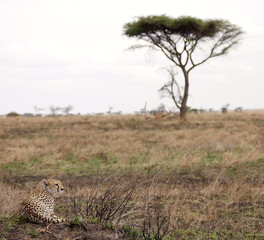 Cheetah © Karl