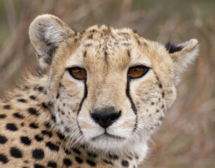 Cheetah Headshot © Karl