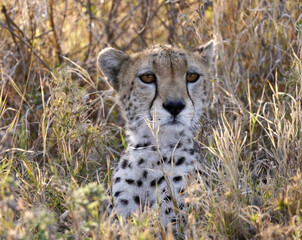 Cheetah Profile © Karl