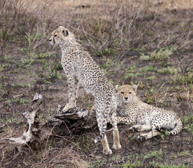 Cheetah Cubs © Karl