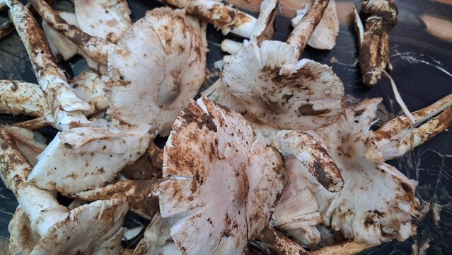 These are fresh white mushrooms with raised caps and long stems. They have an earthy appearance, with brown soil marks and a rough texture visible on their surface,Fresh mushrooms are white with a bul