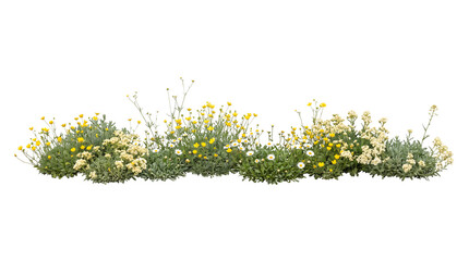 Naklejka premium Horizontal border of flowering garden plants and wildflowers with yellow and white blossoms isolated on black background for professional landscape architectural rendering and design.