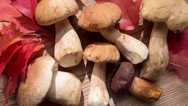 Fresh porcini mushrooms and autumn leaves
