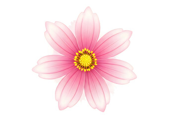 Obraz premium Pink flower with yellow center isolated