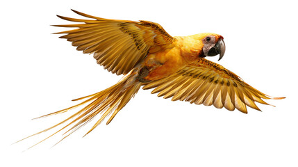 Golden yellow macaw parrot in flight with spread wings © Elowen