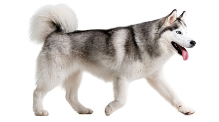 Siberian husky dog with grey and white fur walking with tongue out © Elowen