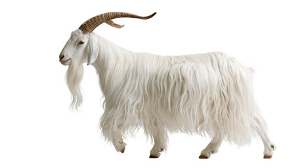Long haired white Angora goat with curved brown horns standing in profile © Elowen
